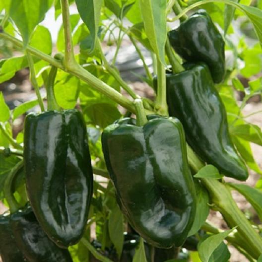 planting poblano pepper seeds Poblano Pepper