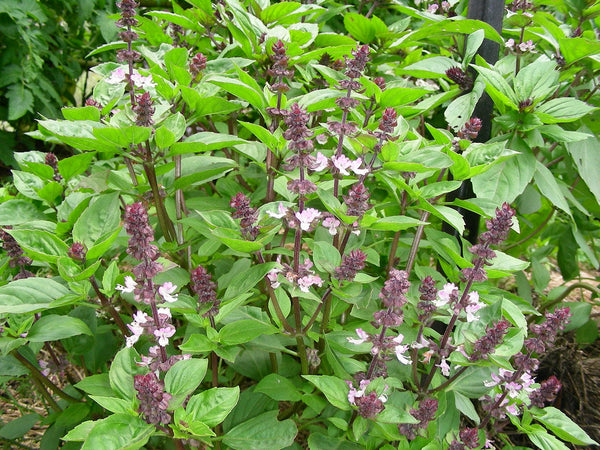 Cinnamon Basil