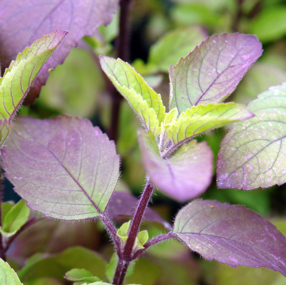 Red Leaf Holy Basil Seeds - For 2026 Planting Ocimum Sanctum