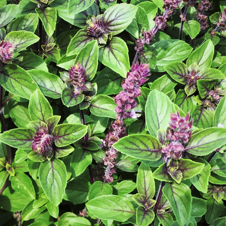 lavender flower in farsi Persian Basil (Reyhan)