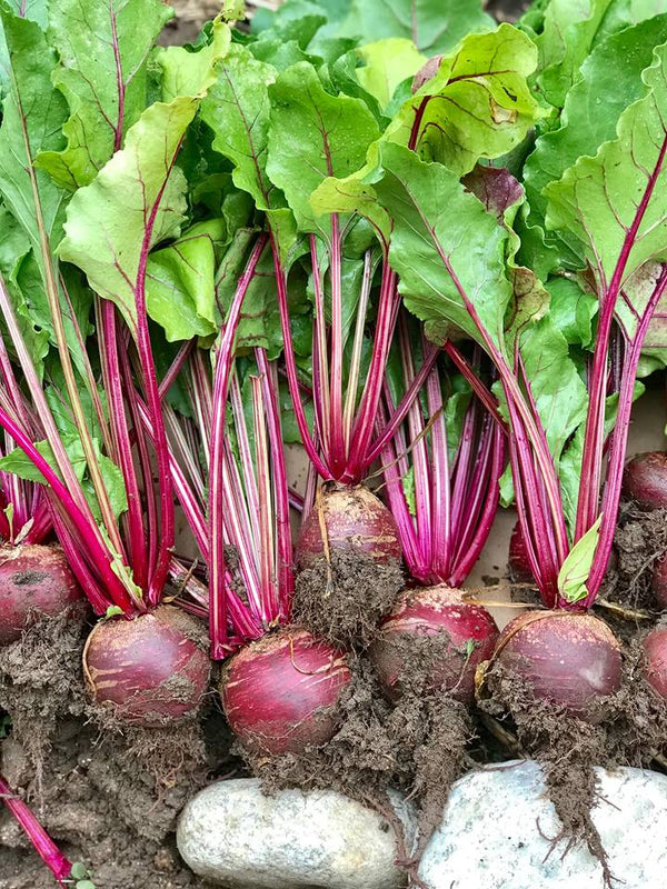 Detroit Dark Red Beet