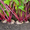 Detroit Dark Red Beet