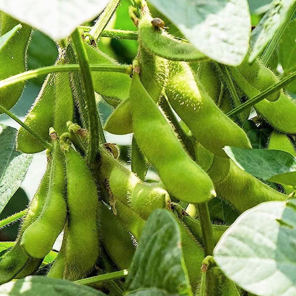 asian plant seeds 10 Asian Vegetable Seeds Mix Seeds - For 2026 Planting Non-GMO