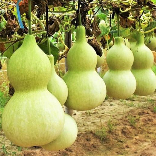 bottle gourd seed planting Birdhouse Bottle Gourd Seeds - For 2026 Planting Hard Shelled Bottle