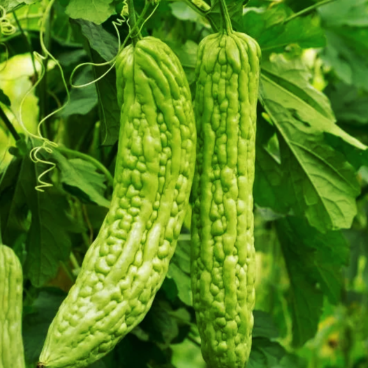 Green Skin Bitter Melon Seeds - For 2026 Planting Bitter Gourd