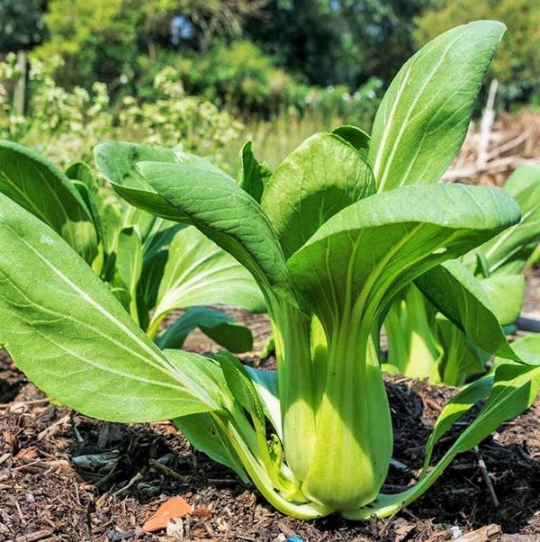 asian garden seeds 10 Asian Vegetable Seeds Mix Seeds - For 2026 Planting Non-GMO