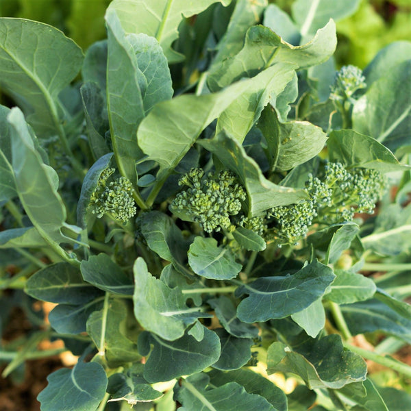 planting broccoli rabe seeds Broccoli Rabe (Rapini) Seeds - For 2026 Planting Spring Rapini