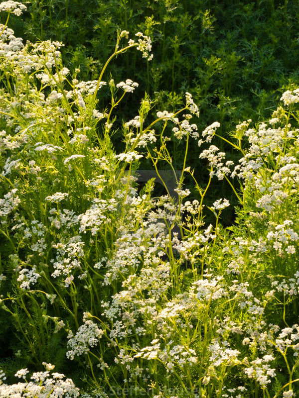 caraway seeds plant Caraway Seeds - For 2026 Planting Non-GMO Heirloom Herbs Vegetable USA