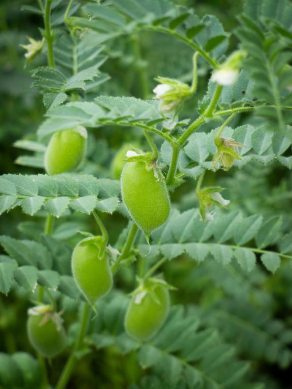 chickpea succulent Marvel Chickpea Seeds - For 2026 Planting USA Vegetable Chick Pea Bean