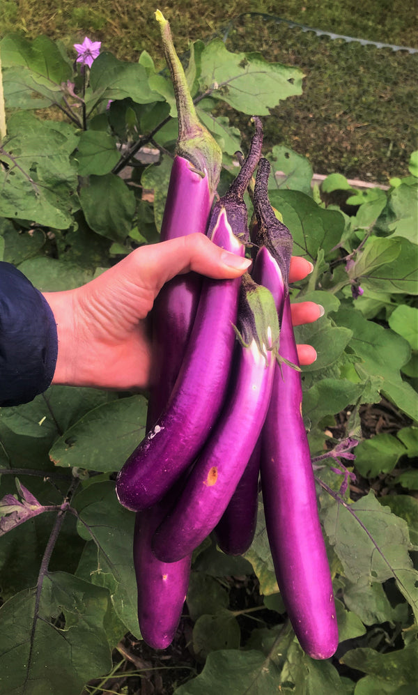 Purple Shine Chinese Eggplant Seeds - For 2026 Planting Long Asian