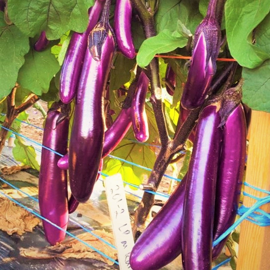 Purple Shine Chinese Eggplant Seeds - For 2025 Planting Long Asian