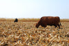 Wapsie Valley Grazing Corn