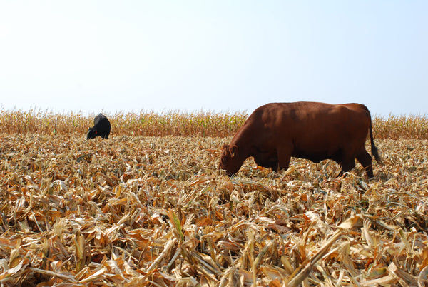 Wapsie Valley Grazing Corn