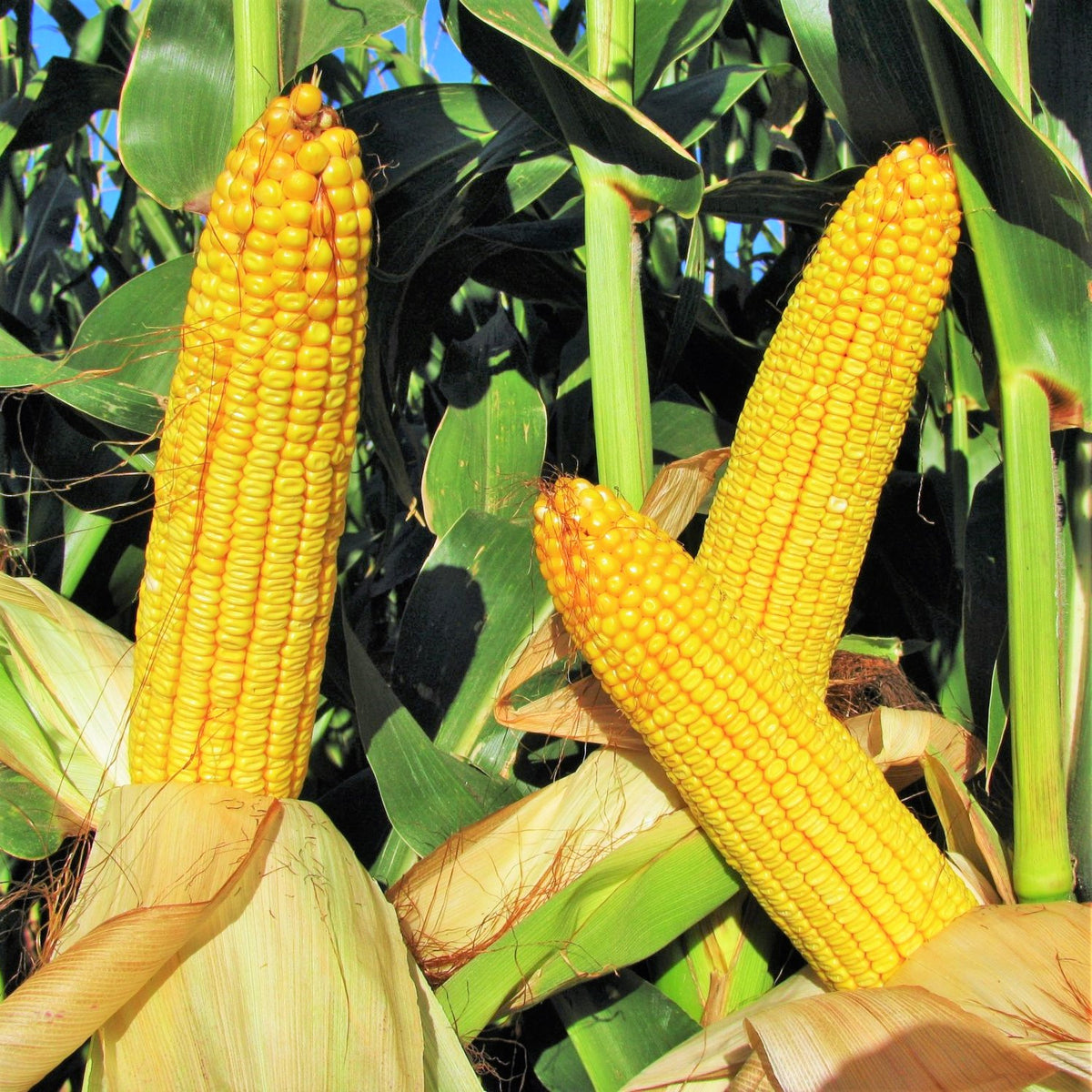 Wapsie Valley Grazing Corn Seeds Open Pollinated Yellow Flint Field