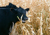 Wapsie Valley Grazing Corn