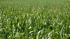 Wapsie Valley Grazing Corn