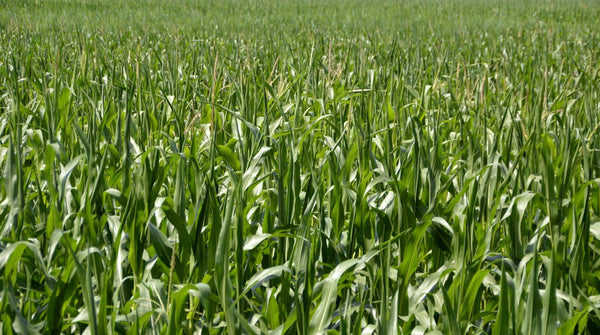 Wapsie Valley Grazing Corn