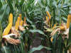 Wapsie Valley Grazing Corn