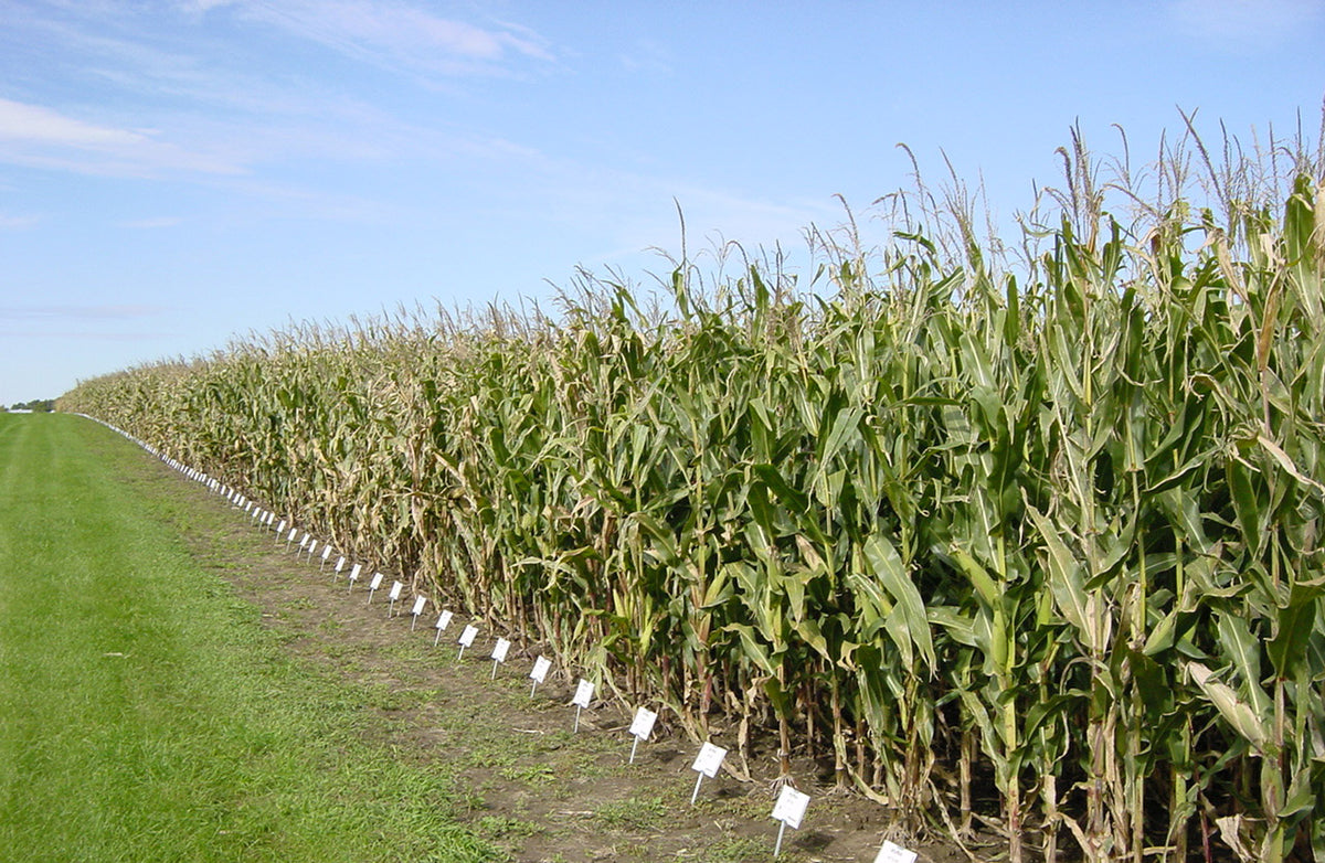 Wapsie Valley Grazing Corn Seeds 