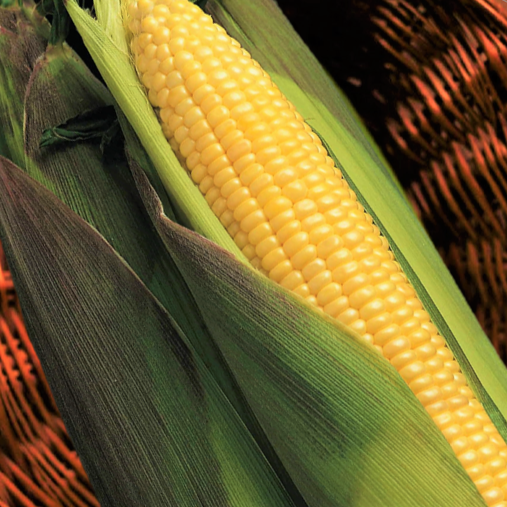 candy corn plant seeds Kandy Korn Sweet Corn