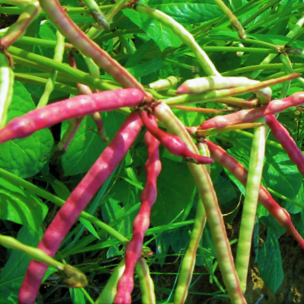 Mississippi Purple Cowpea (Brown Crowder Pea) Seeds Non GMO Heirloom