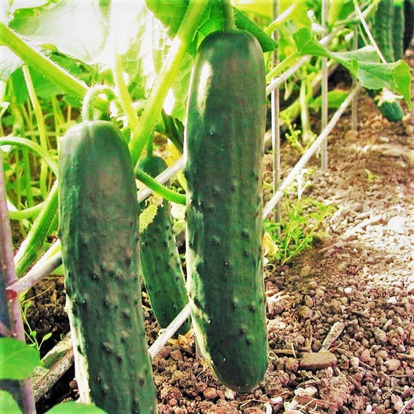 marketmore cucumber plant Marketmore 76 Cucumber Seeds - For 2026 Planting Dark Green Straight