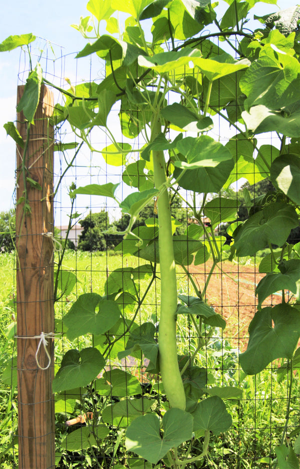 planting cucuzza seeds Cucuzza Squash Seeds - For 2026 Planting Lagenaria siceraria Cucuzzi
