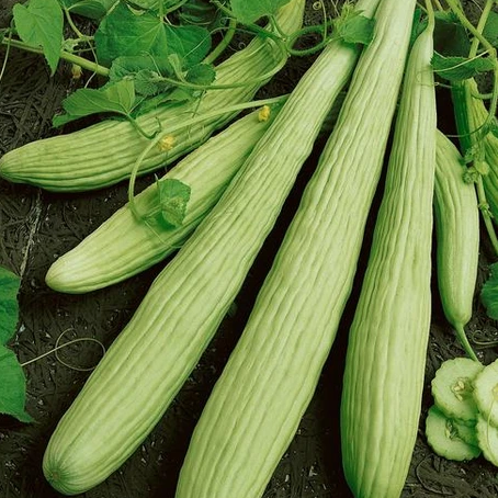 planting armenian cucumber seeds Armenian Cucumber Seeds - For 2026 Planting Yard Long Serpent Cucumber