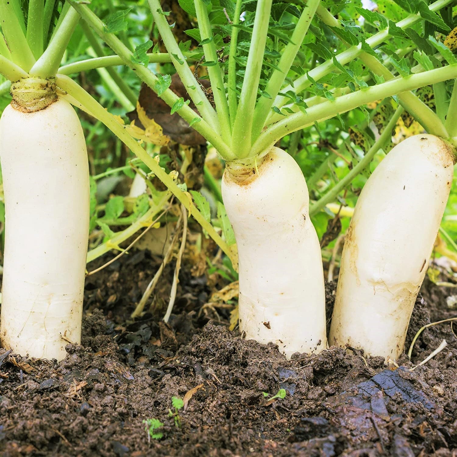 Daikon Radish Seeds - For 2026 Planting Japanese Winter White