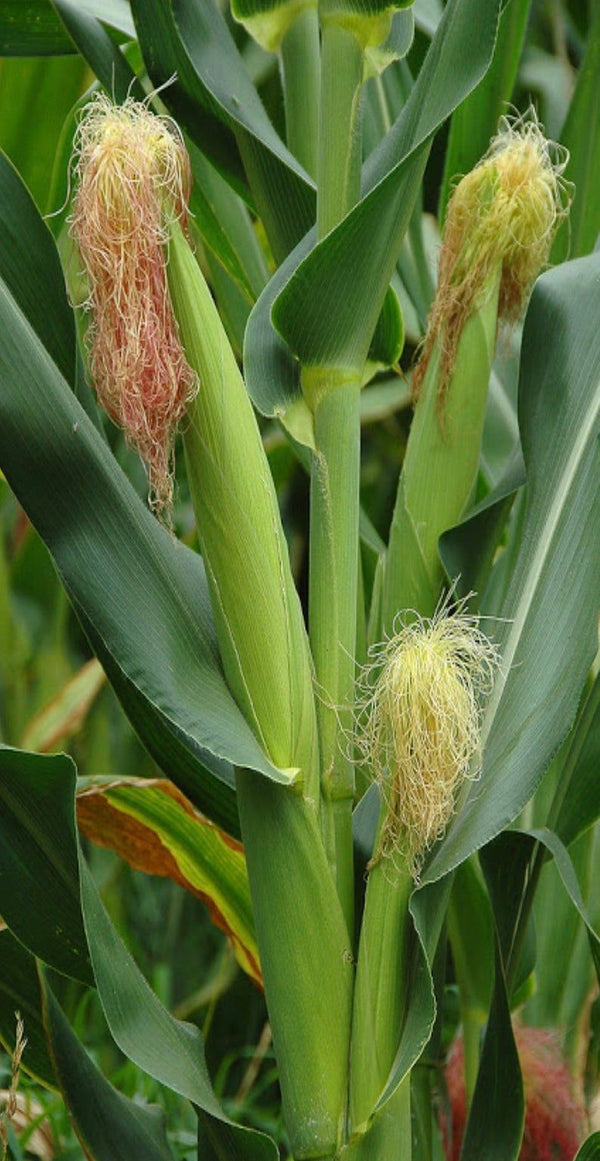 popcorn seeds for planting Japanese White Hulless Popcorn Ornamental Corn Seeds - For 2026 Planting