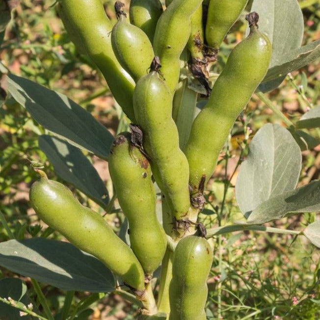 Aquadulce Fava Bean Seeds - For 2026 Planting Cover Crop Cold Tolerant ...