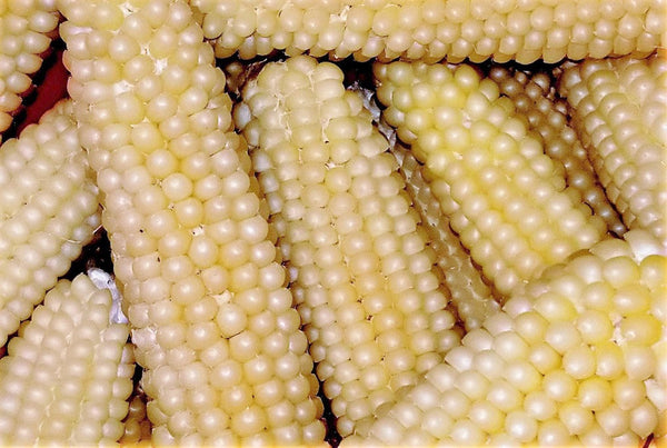 white popcorn seeds for planting Japanese White Hulless Popcorn Ornamental Corn