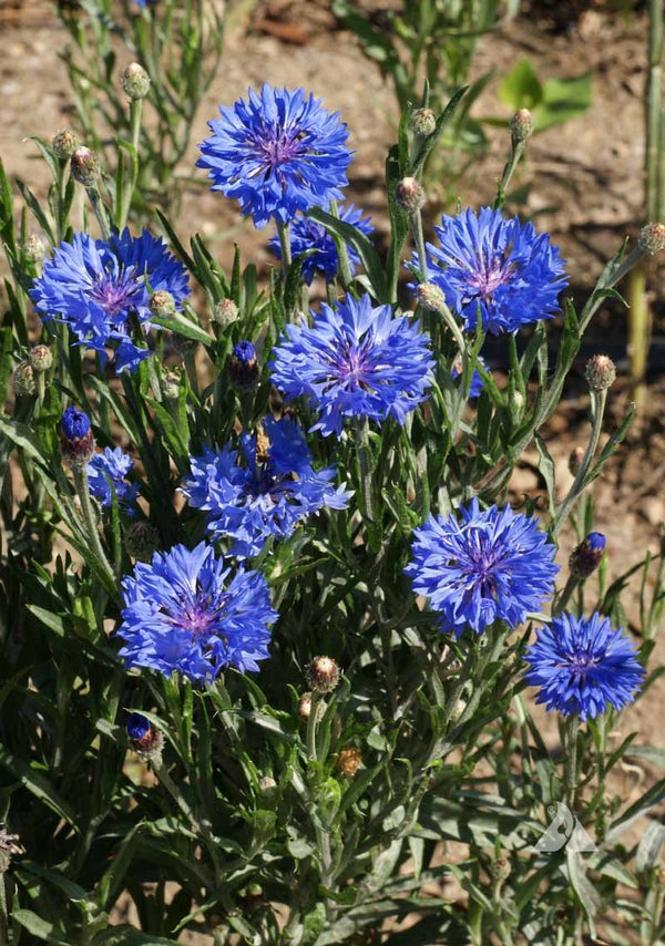 blue wildflower seed mix 9 Species Mix Blue Wildflowers Seeds - For 2026 Planting Multi Variety