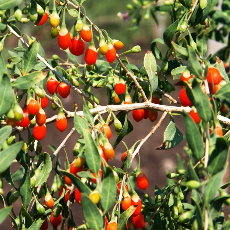Goji Berry Tree Seeds | Lycium chinense Grow Wolfberry Asian Wellness ...