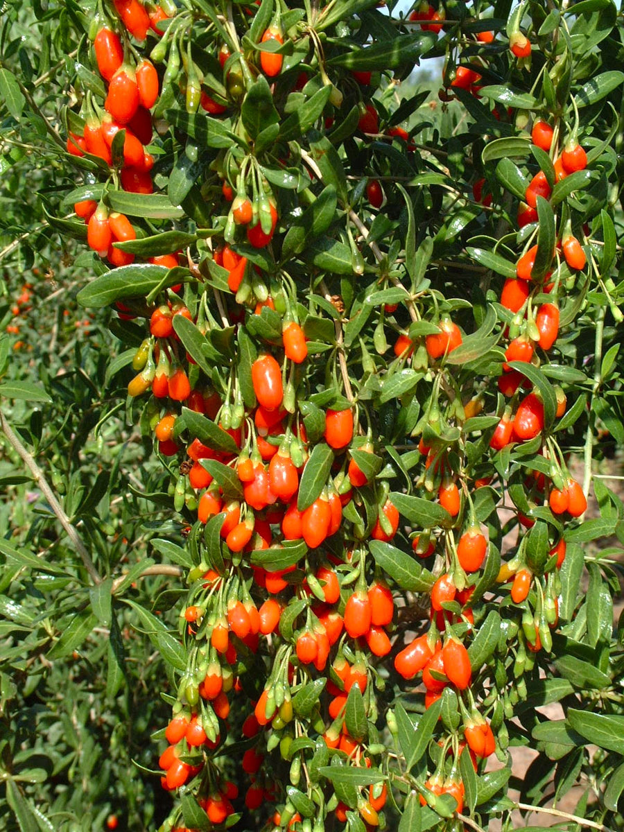 Goji Berry Tree Seeds - For 2025 Planting Lycium Chinense Superfood ...