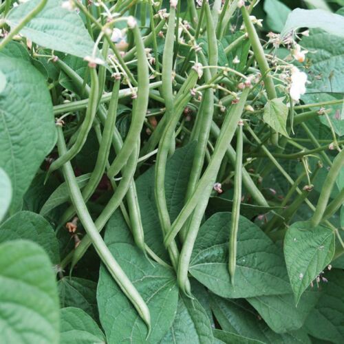 best green bean seeds to plant Improved Tendergreen Green Bean Seeds - For 2026 Planting Downy
