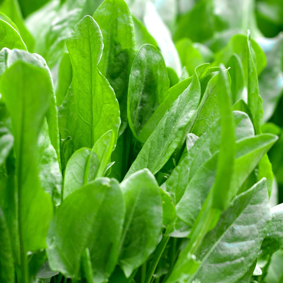 large leaf sorrel herb seeds for planting Large Leaf Sorrel Seeds - For 2026 Planting Non-GMO Heirloom Herbs