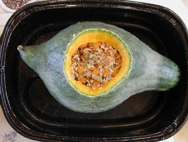 planting hubbard squash seeds Blue Hubbard Squash Seeds - For 2026 Planting Winter Squash USA Garden