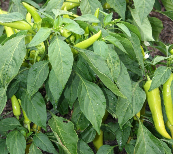hungarian wax pepper plant Hungarian Hot Wax Pepper Seeds - For 2026 Planting 15,000 Scoville