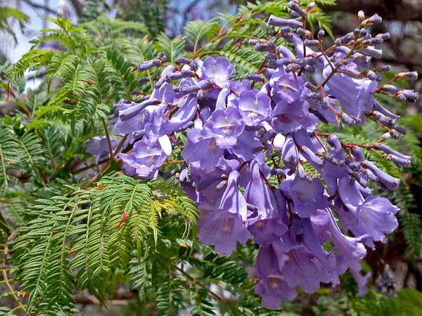 planting jacaranda seeds Jacaranda Purple Tree Seeds - For 2026 Planting Jacaranda Mimosifolia