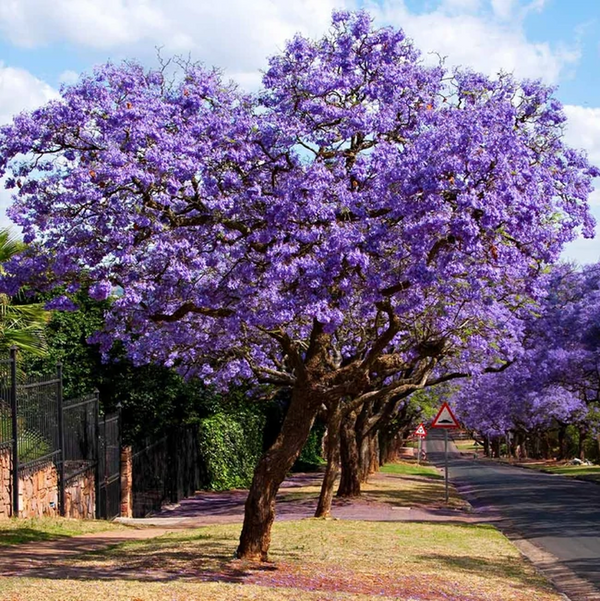 planting jacaranda seeds Jacaranda Purple Tree Seeds - For 2026 Planting Jacaranda Mimosifolia