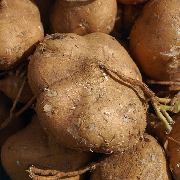jicama seeds for planting True Jicama Seeds - For 2026 Planting USA Garden Vegetable Mexican Yam