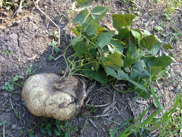 True Jicama Seeds - For 2026 Planting USA Garden Vegetable Mexican Yam