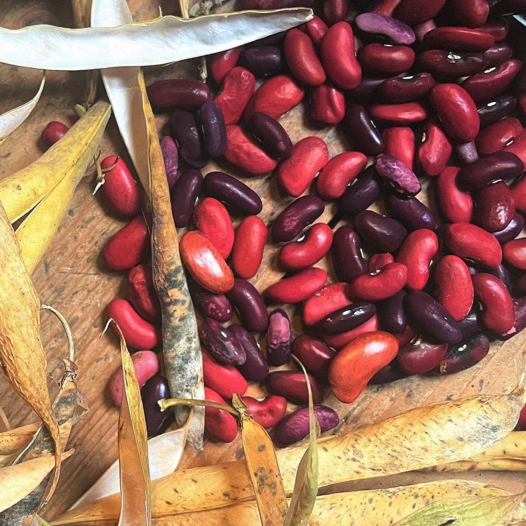 planting red beans from seed Dark Red Kidney Bean
