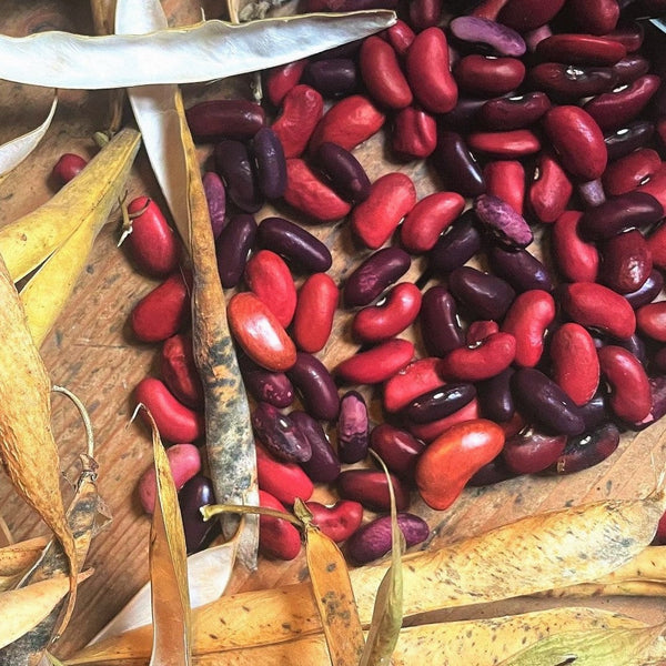kidney bean seeds to plant Dark Red Kidney Bean