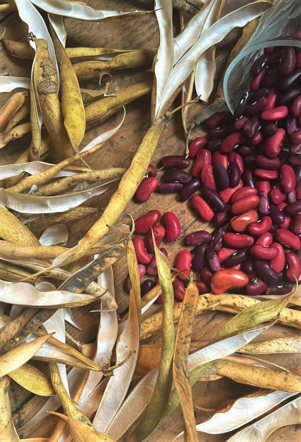 red beans seeds for planting Dark Red Kidney Bean Seeds - For 2026 Planting Mexican Chili Beans