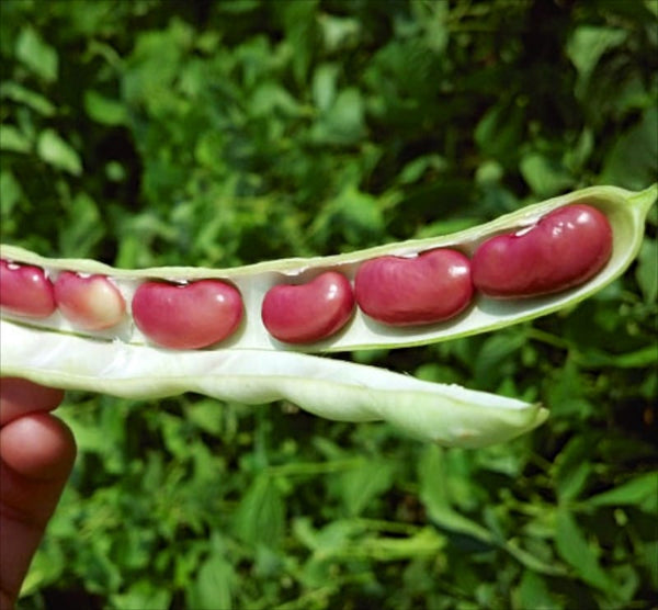 red beans seeds for planting Dark Red Kidney Bean Seeds - For 2026 Planting Mexican Chili Beans