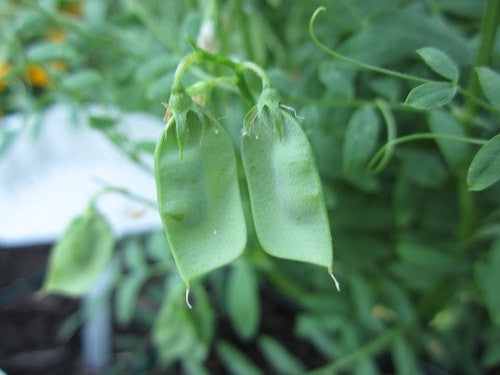 lentil fertilizer for plants Black Lentil Seeds - For 2026 Planting Non-GMO Heirloom French Beluga