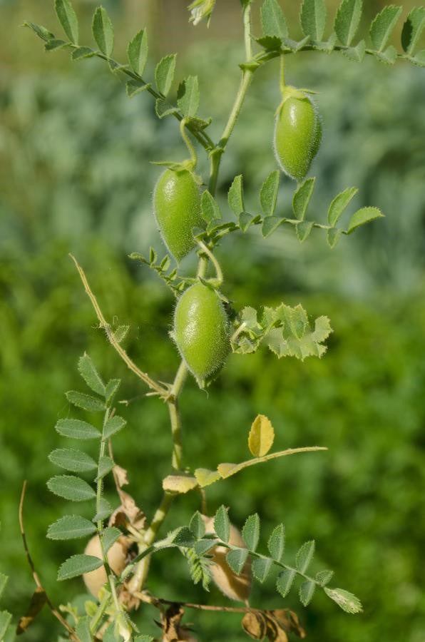 lentil plant Brown Lentil