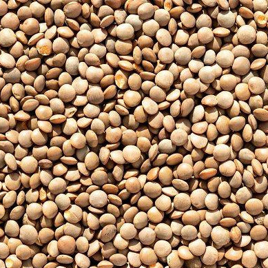 lentil plant seeds Brown Lentil Seeds - For 2026 Planting Morton Daal Indian Dal Bean